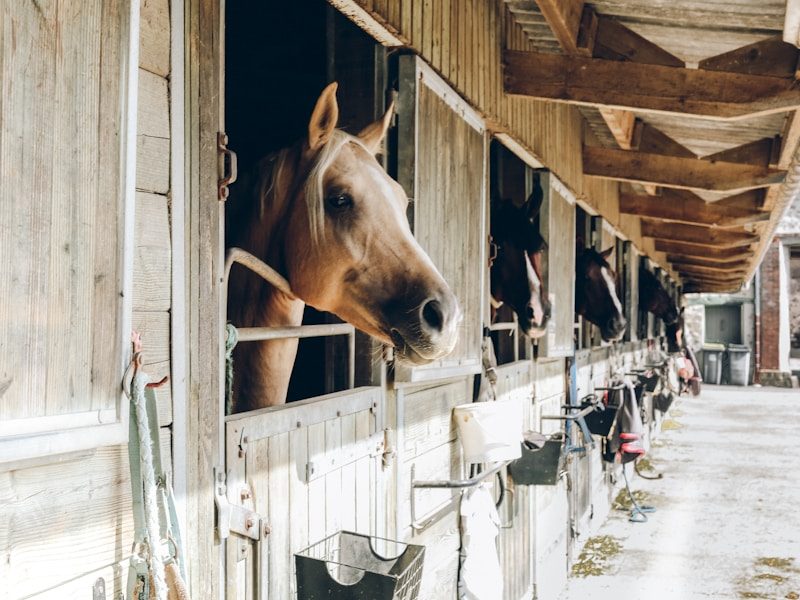 Chevaux dans les écuries du Centre Équestre de Montigny