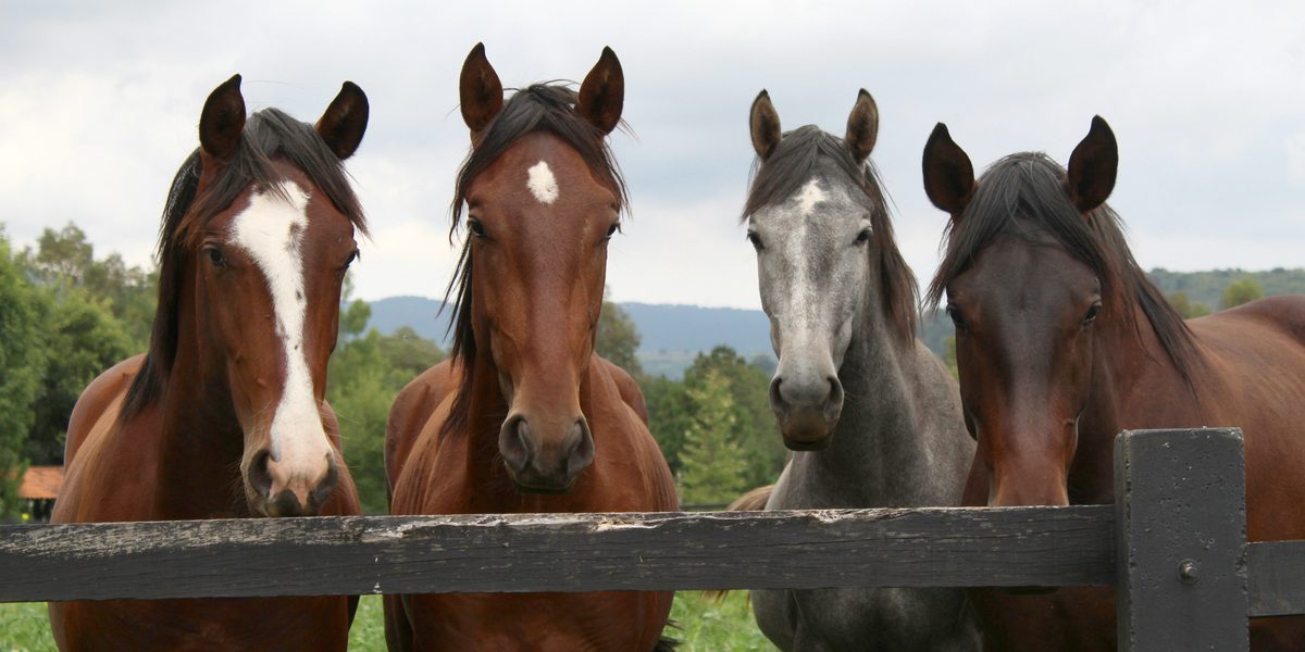 Chevaux au pré au Centre Équestre de Montigny